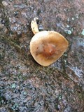 Pholiota highlandensis image