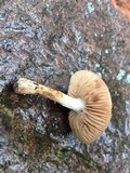 Pholiota highlandensis image