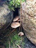 Pholiota highlandensis image
