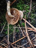 Pholiota highlandensis image