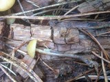 Kuehneromyces lignicola image