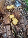 Kuehneromyces lignicola image