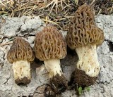 Morchella snyderi image