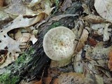 Polyporus craterellus image