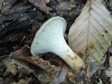 Polyporus craterellus image