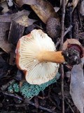 Lactarius hygrophoroides image