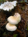 Neolentinus lepideus image