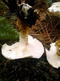 Neolentinus lepideus image