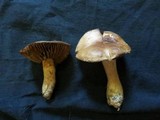 Cortinarius lucorum image