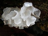 Tremella fuciformis image