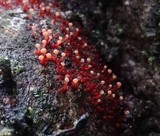 Tubercularia lateritia image