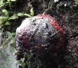 Tubercularia lateritia image