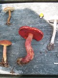 Boletus frostii image