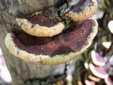 Phellinus gilvus image