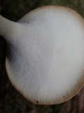 Polyporus leptocephalus image