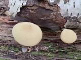 Polyporus leptocephalus image