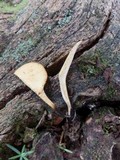 Polyporus leptocephalus image