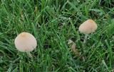 Conocybe apala image