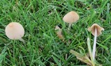 Conocybe apala image