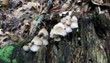 Mycena inclinata image
