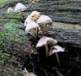 Mycena inclinata image