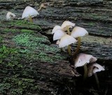 Mycena inclinata image
