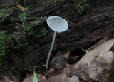 Mycena subcaerulea image