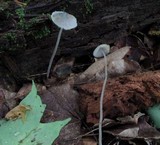 Mycena subcaerulea image