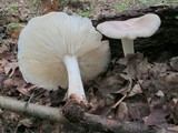 Megacollybia rodmanii image