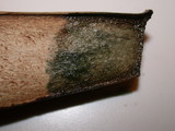 Russula graveolens image