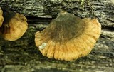Anthracophyllum lateritium image