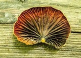 Anthracophyllum lateritium image