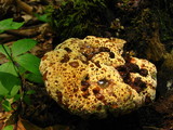 Inonotus dryadeus image