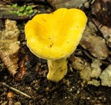 Cantharellus lateritius image