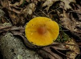 Amanita frostiana image