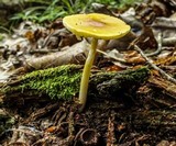 Amanita frostiana image