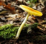 Amanita frostiana image