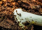 Amanita frostiana image