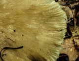 Megacollybia rodmani image