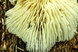 Megacollybia rodmani image