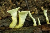 Loweomyces fractipes image