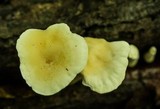 Loweomyces fractipes image