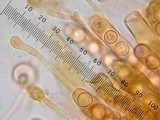 Plicaria endocarpoides image