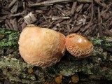 Rhodotus palmatus image