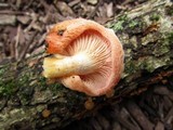 Rhodotus palmatus image