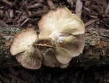 Panus neostrigosus image