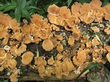 Panus neostrigosus image