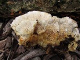 Merulius tremellosus image