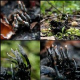 Xylaria carpophila image