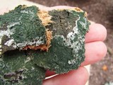 Trichoderma viride image